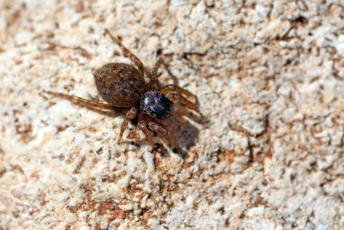 Réf. 343 676 : Euophrys terrestris